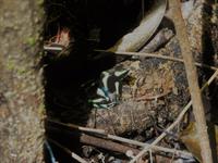 Giftfrosch &ndash; &copy; Sabine Letzybyll (Eberhardt TRAVEL)