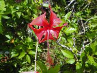 Nationalpark Carara &ndash; &copy; Sabine Letzybyll (Eberhardt TRAVEL)