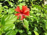 Nationalpark Carara