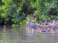 Blaureiher &ndash; &copy; Sabine Letzybyll (Eberhardt TRAVEL)