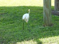 Everglades - wer bist du denn? &ndash; &copy; Sabine Letzybyll (Eberhardt TRAVEL)