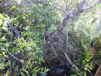 Everglades &ndash; &copy; Sabine Letzybyll (Eberhardt TRAVEL)
