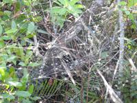 Everglades &ndash; &copy; Sabine Letzybyll (Eberhardt TRAVEL)