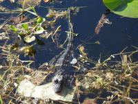 Everglades &ndash; &copy; Sabine Letzybyll (Eberhardt TRAVEL)