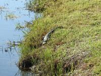 Alligator &ndash; &copy; Sabine Letzybyll (Eberhardt TRAVEL)