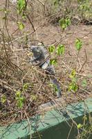 Carara Natiopnalpark  (2) &ndash; &copy; Laura Wonneberger (Eberhardt TRAVEL)