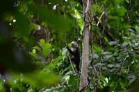 Carara Natiopnalpark  (11) &ndash; &copy; Laura Wonneberger (Eberhardt TRAVEL)
