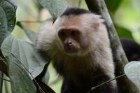 Carara Natiopnalpark  (12) &ndash; &copy; Laura Wonneberger (Eberhardt TRAVEL)