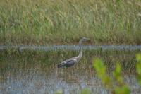 Everglades Miami (11) &ndash; &copy; Laura Wonneberger (Eberhardt TRAVEL)