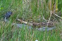 Everglades Miami (12) &ndash; &copy; Laura Wonneberger (Eberhardt TRAVEL)