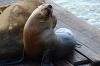 Pier 39 (7) &ndash; &copy; Laura Wonneberger (Eberhardt TRAVEL)