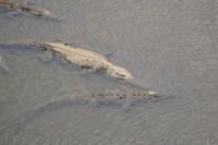 Tarcoles Fluss (1) &ndash; &copy; Laura Wonneberger (Eberhardt TRAVEL)