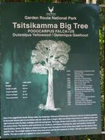 The Big Tree  &ndash; &copy; Britt Reuter-Bracklow (Eberhardt TRAVEL)