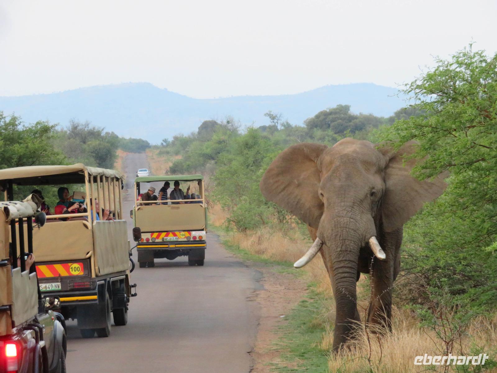 Safari Pilanesberg Nationalpark &ndash; &copy; Anna Stiebing (Eberhardt TRAVEL)