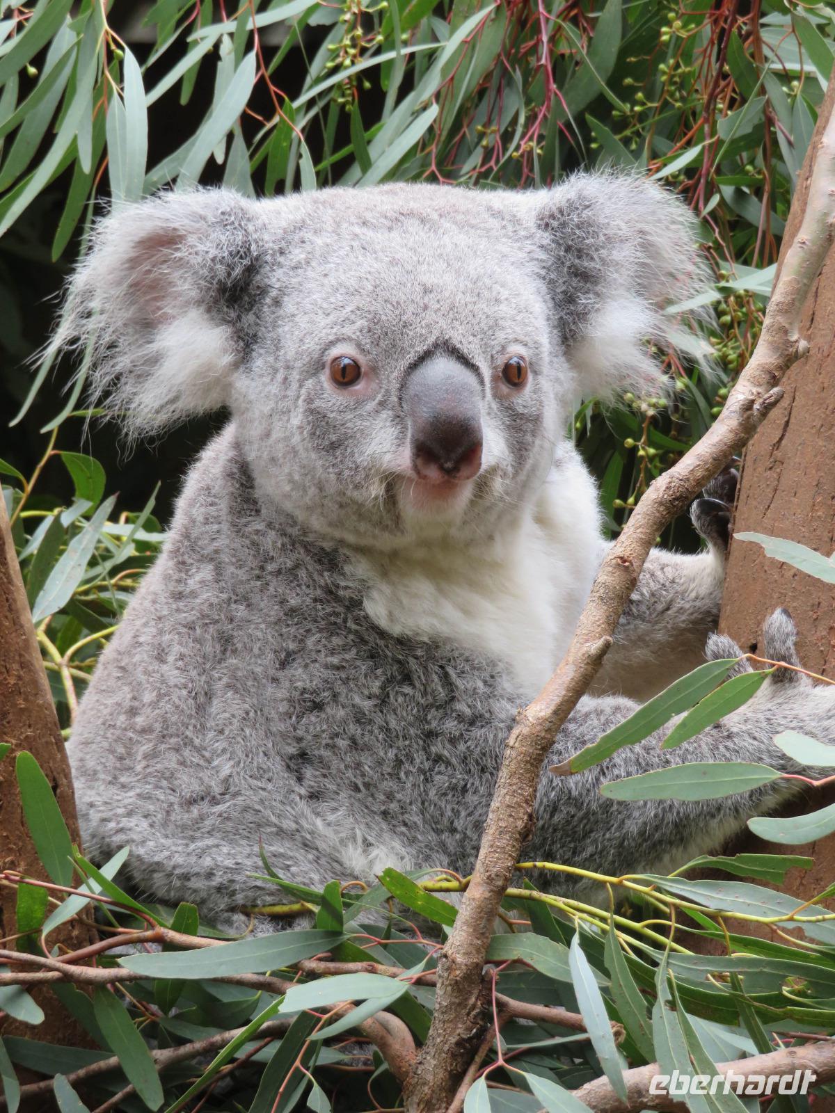 Koala &ndash; &copy; Anna Stiebing (Eberhardt TRAVEL)