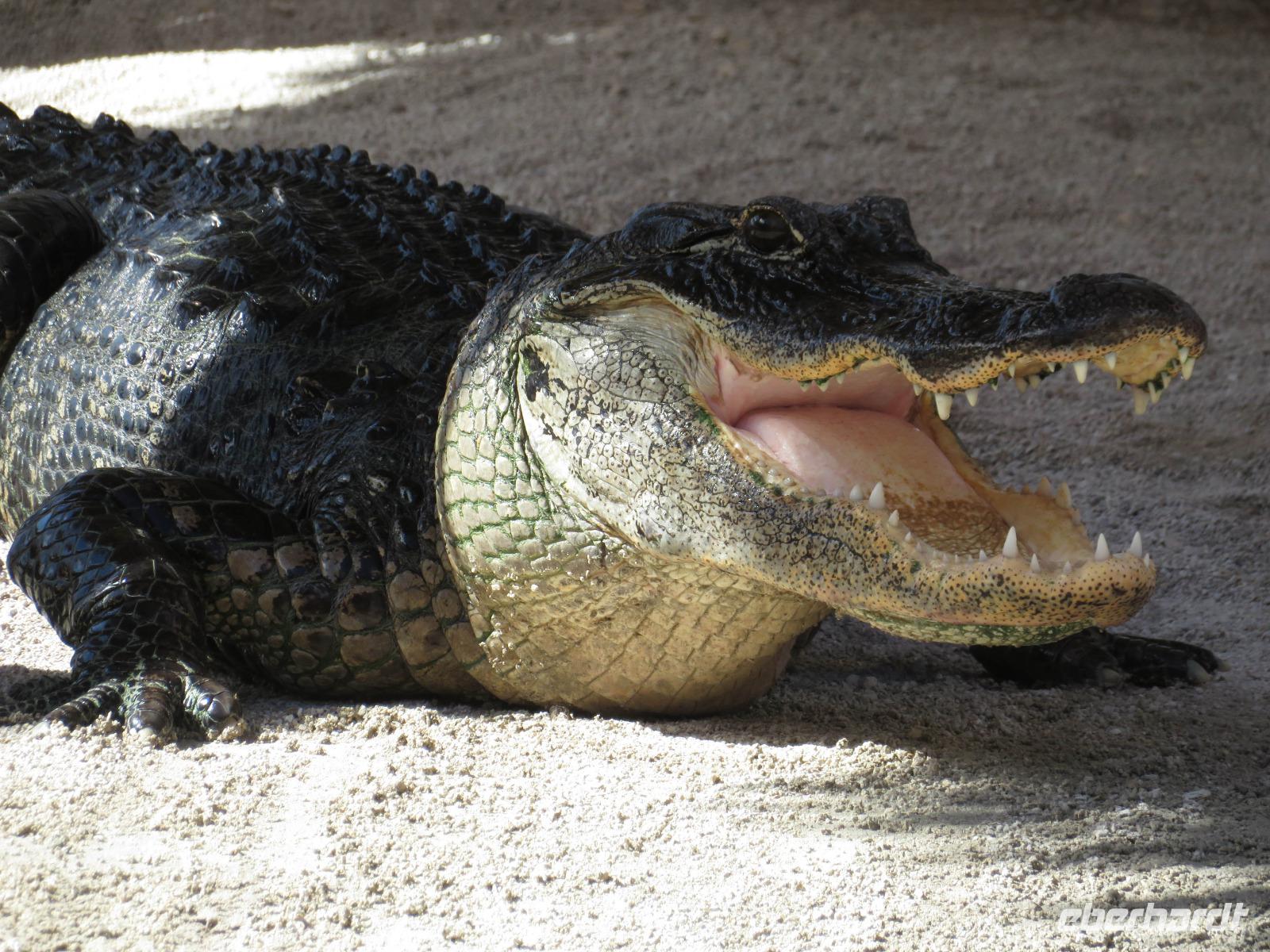 Alligator-Show &ndash; &copy; Anna Stiebing (Eberhardt TRAVEL)