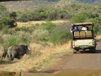 Safari Pilanesberg Nationalpark &ndash; &copy; Anna Stiebing (Eberhardt TRAVEL)