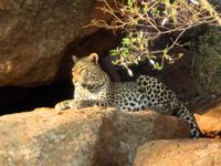 Leopard &ndash; &copy; Anna Stiebing (Eberhardt TRAVEL)