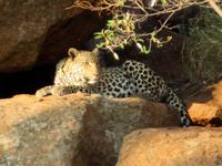 Leopard &ndash; &copy; Anna Stiebing (Eberhardt TRAVEL)