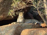 Leopard &ndash; &copy; Anna Stiebing (Eberhardt TRAVEL)