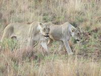 Löwen-Rudel &ndash; &copy; Anna Stiebing (Eberhardt TRAVEL)