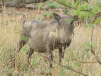 Warzenschwein Pumba &ndash; &copy; Anna Stiebing (Eberhardt TRAVEL)
