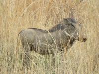 Warzenschwein Pumba &ndash; &copy; Anna Stiebing (Eberhardt TRAVEL)