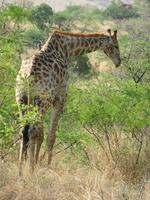 Giraffe &ndash; &copy; Anna Stiebing (Eberhardt TRAVEL)
