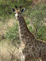 Giraffe &ndash; &copy; Anna Stiebing (Eberhardt TRAVEL)