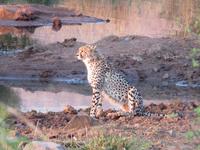 Gepard &ndash; &copy; Anna Stiebing (Eberhardt TRAVEL)