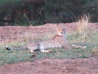 Gepard &ndash; &copy; Anna Stiebing (Eberhardt TRAVEL)