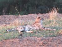Gepard &ndash; &copy; Anna Stiebing (Eberhardt TRAVEL)