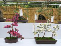 Chrysanthemen-Bonsai &ndash; &copy; Anna Stiebing (Eberhardt TRAVEL)