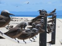 Michaelmas Cay &ndash; &copy; Anna Stiebing (Eberhardt TRAVEL)
