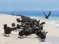 Michaelmas Cay &ndash; &copy; Anna Stiebing (Eberhardt TRAVEL)