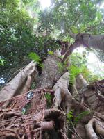 Kuranda Regenwald &ndash; &copy; Anna Stiebing (Eberhardt TRAVEL)