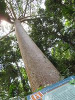 Kauri &ndash; &copy; Anna Stiebing (Eberhardt TRAVEL)