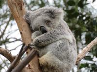Koala &ndash; &copy; Anna Stiebing (Eberhardt TRAVEL)