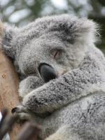 Koala &ndash; &copy; Anna Stiebing (Eberhardt TRAVEL)