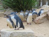 Featherdale Wildlife Park &ndash; &copy; Anna Stiebing (Eberhardt TRAVEL)