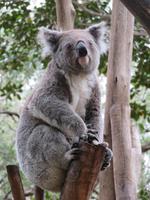 Koala &ndash; &copy; Anna Stiebing (Eberhardt TRAVEL)