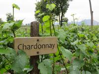 Weingut Concha y Toro &ndash; &copy; Anna Stiebing (Eberhardt TRAVEL)