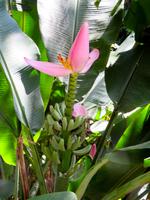 Tijuca-Nationalpark &ndash; &copy; Anna Stiebing (Eberhardt TRAVEL)