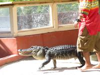Alligator-Show &ndash; &copy; Anna Stiebing (Eberhardt TRAVEL)