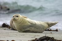 Seehund, Büsum &ndash; &copy; Simone Willner (Eberhardt TRAVEL)