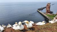 Helgoland &ndash; &copy; Marlies Thrum (Eberhardt TRAVEL)