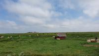 Hallig Hooge &ndash; &copy; Marlies Thrum (Eberhardt TRAVEL)