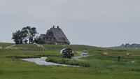 Blick zur Kirchwarft auf  Hallig Hooge &ndash; &copy; Marlies Thrum (Eberhardt TRAVEL)