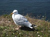 Helgoland &ndash; &copy; Sabine Letzybyll (Eberhardt TRAVEL)
