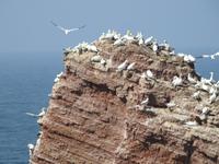Helgoland &ndash; &copy; Sabine Letzybyll (Eberhardt TRAVEL)
